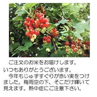 数珠スグリ