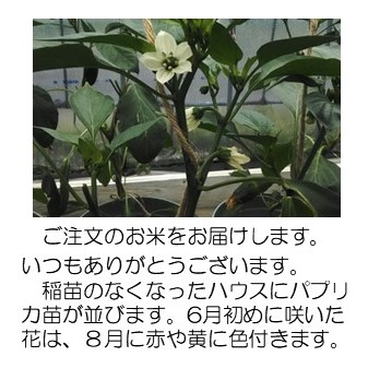パプリカ苗