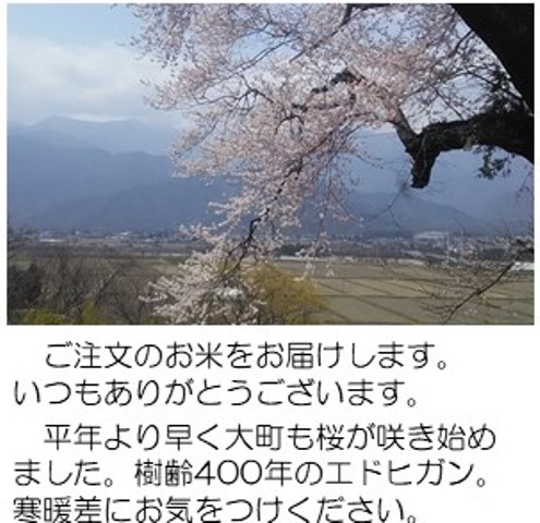 Sakura4_9