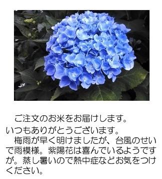 がく紫陽花