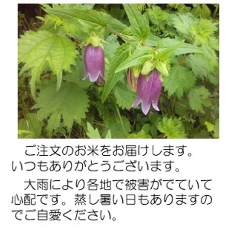 蛍袋