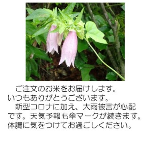 蛍袋