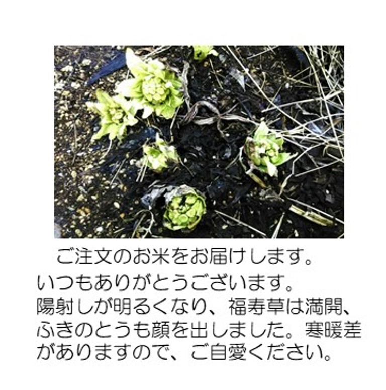 ふきのとう