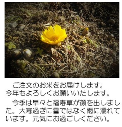 福寿草1
