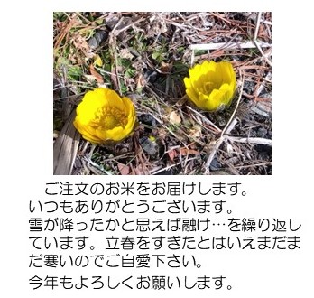 福寿草