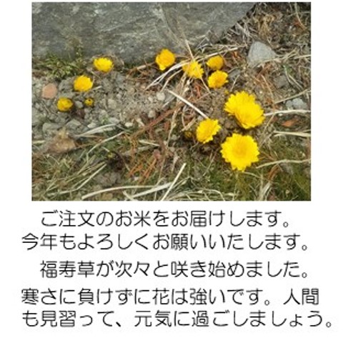 福寿草2