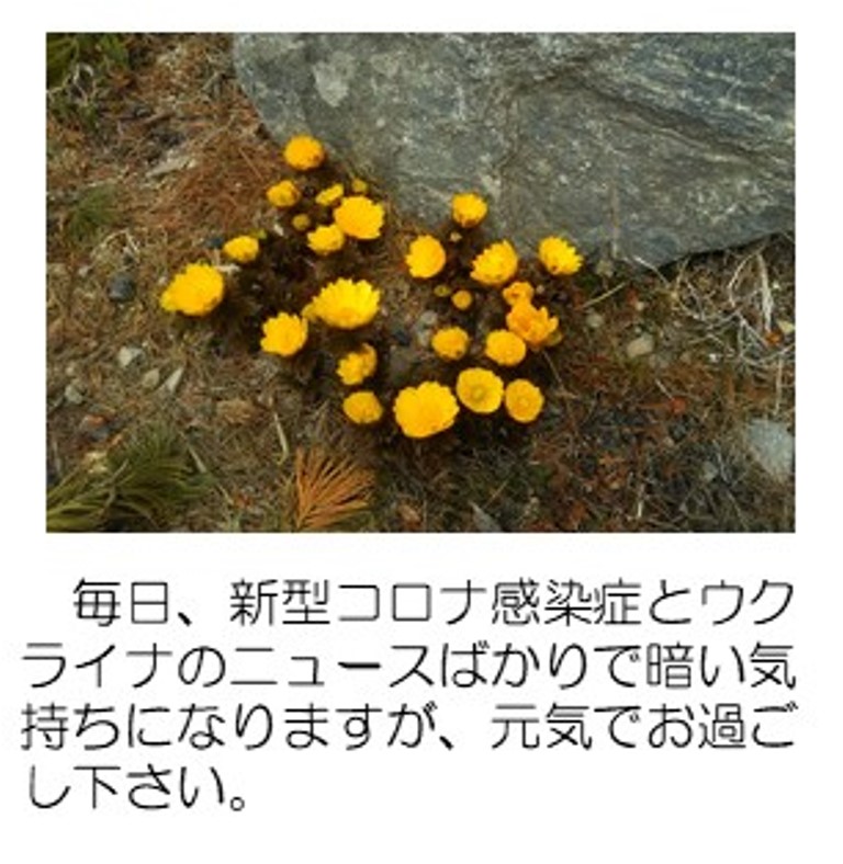 福寿草