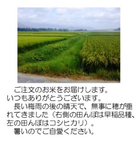 稲穂1