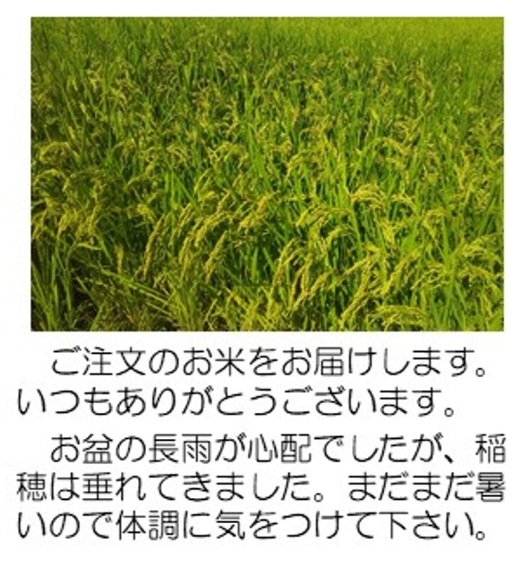 登熟期