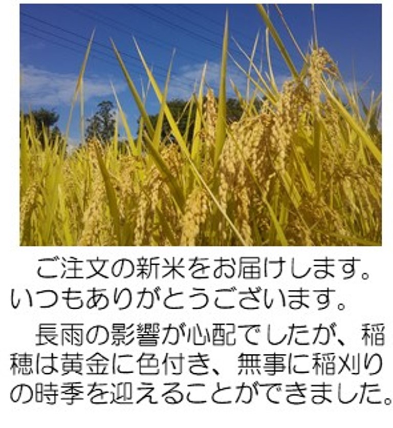 収穫期稲