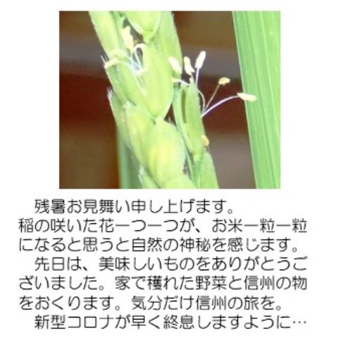 稲穂2