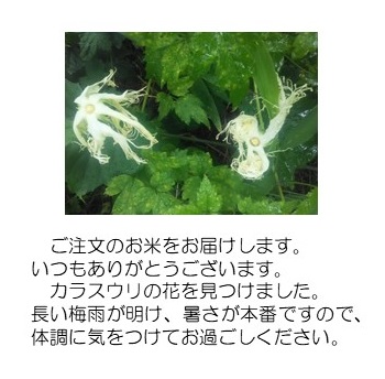 烏瓜