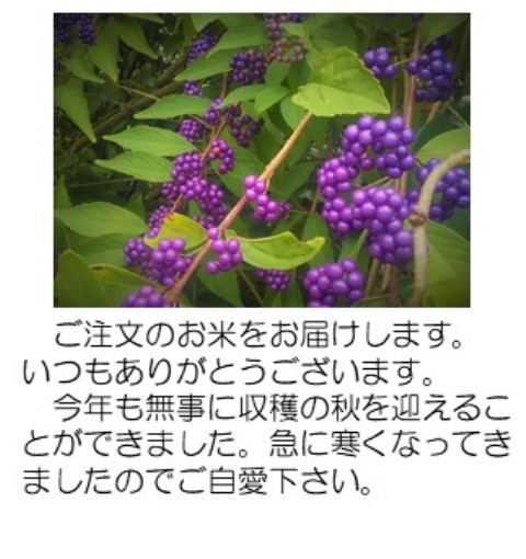 紫式部