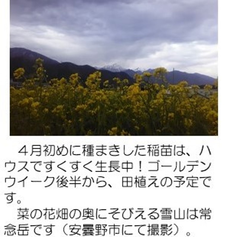 Nanohana