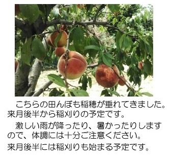 桃