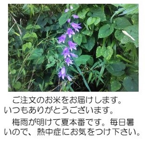 紫の花