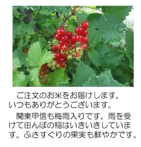 数珠スグリ