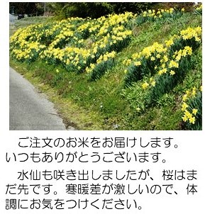 水仙