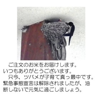 燕子育て