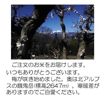 梅とアルプス