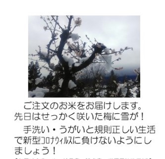 Ume and Snow