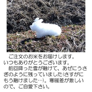 ウサギ