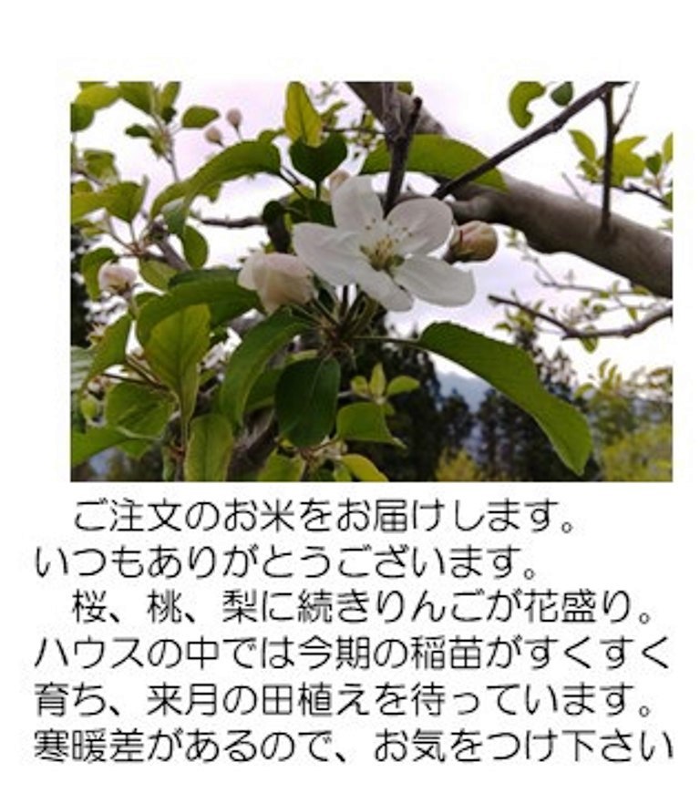 リンゴ花419