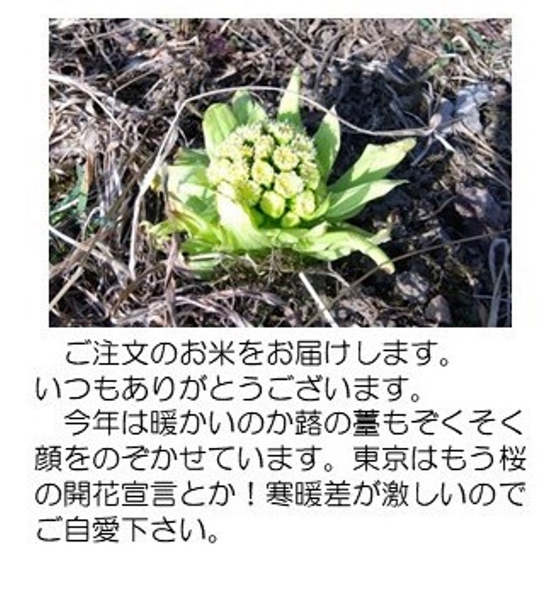 ふきのとう