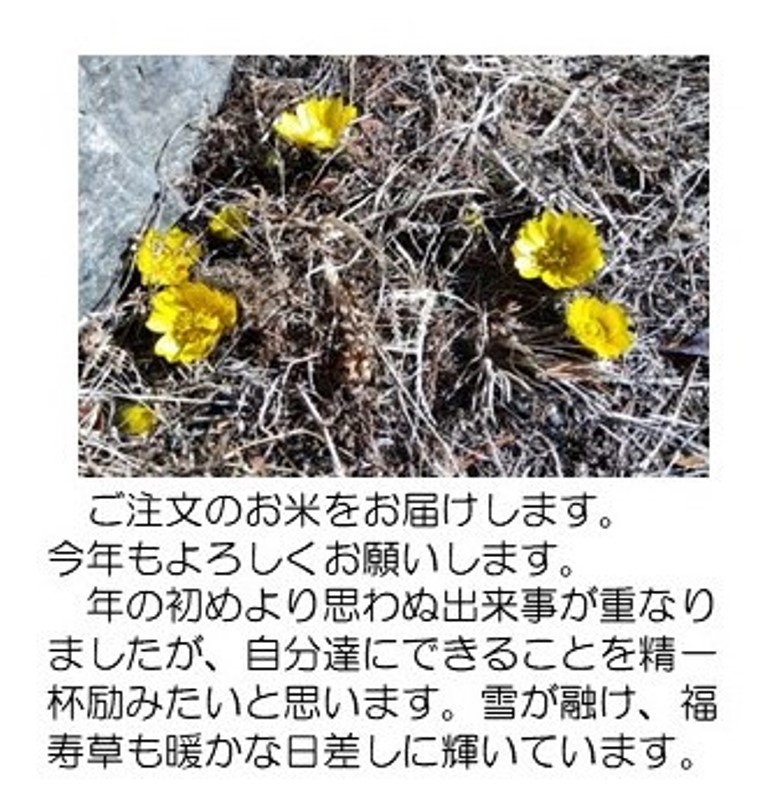 福寿草