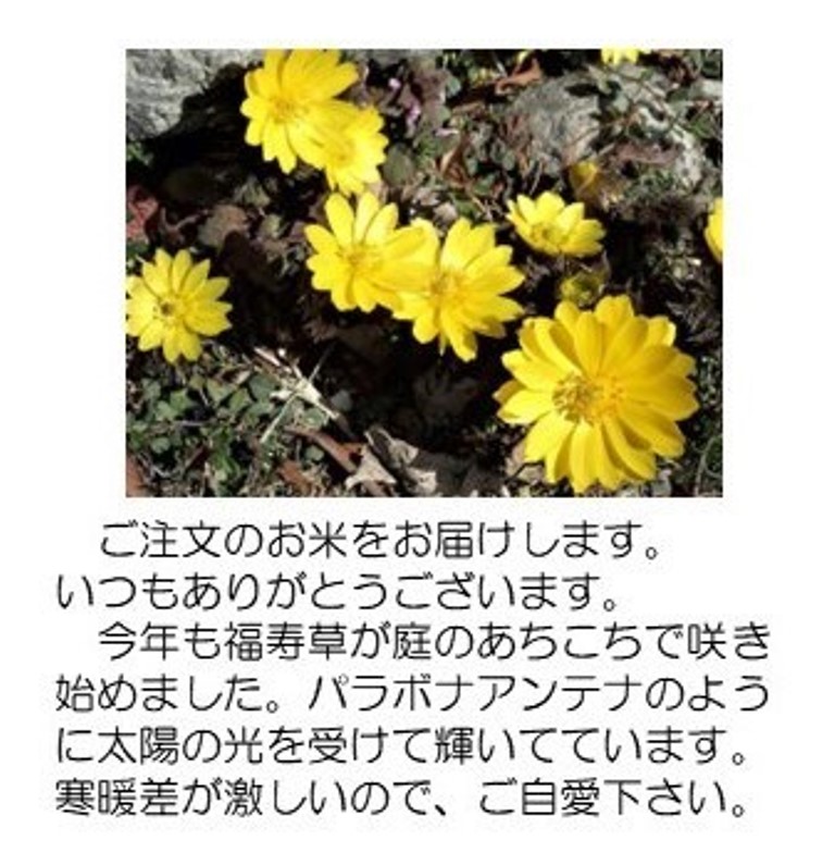 福寿草
