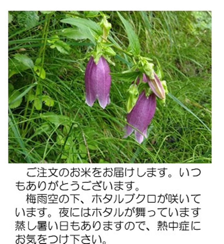 ホタルブクロ