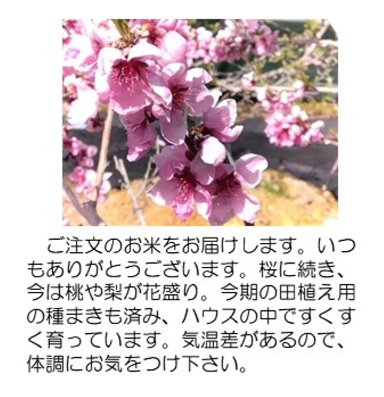桃419