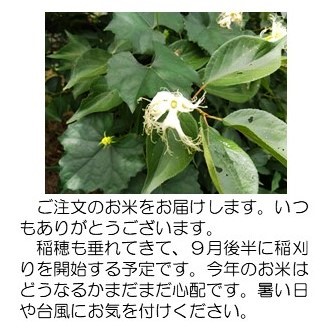 烏瓜