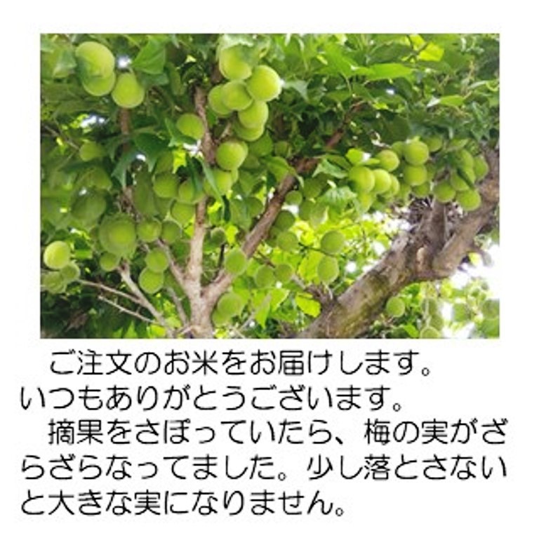 梅の実