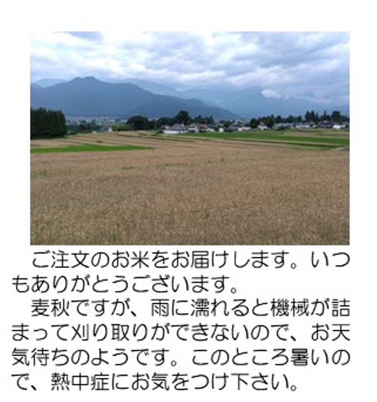 麦畑