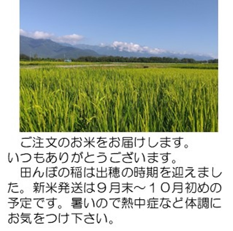 8月の稲穂