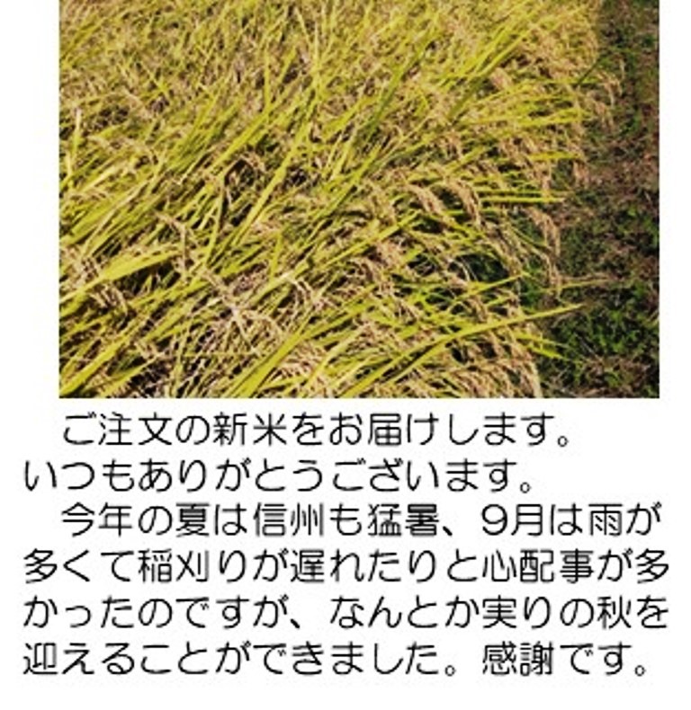 9月の稲穂