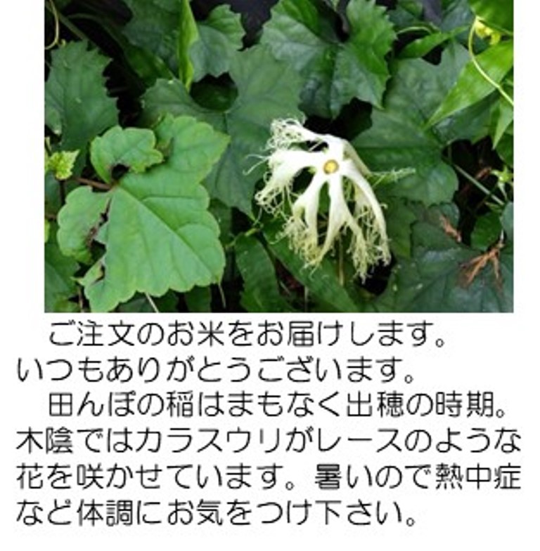 烏瓜