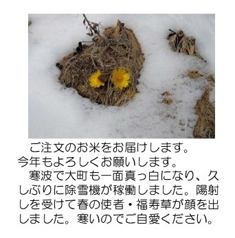 福寿草