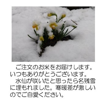 雪の中の水仙