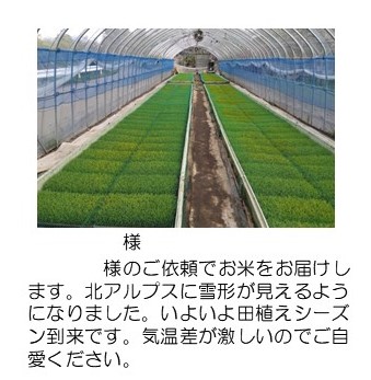 苗
