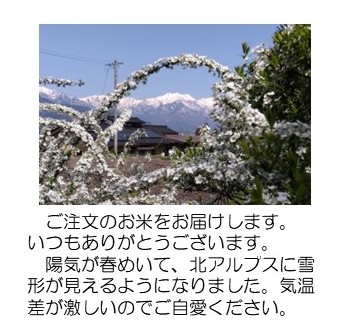 雪の雪柳
