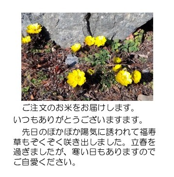 福寿草