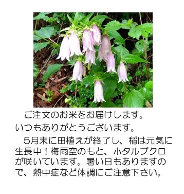 ホタルブクロ