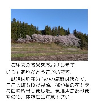 大手の桜