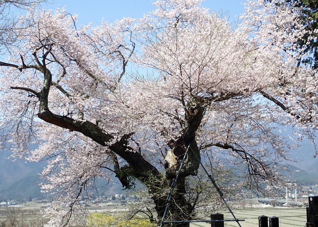 桜