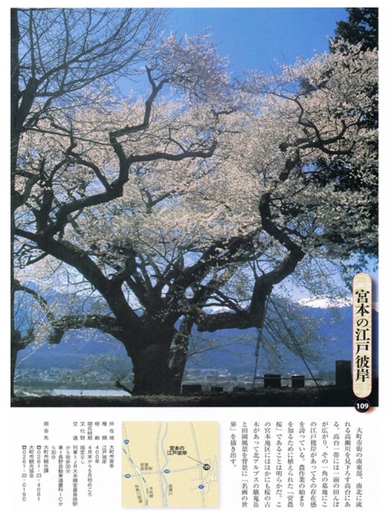 信濃の一本桜本